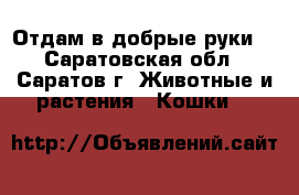 Отдам в добрые руки  - Саратовская обл., Саратов г. Животные и растения » Кошки   